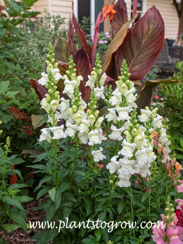 Snapdragon Rocket White (Antirrhinum)